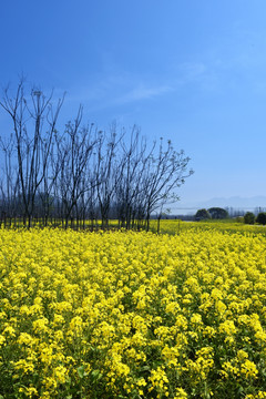 油菜花