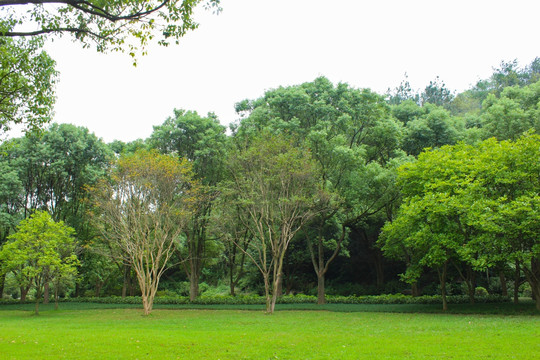 公园草地 绿树 绿草地 草地