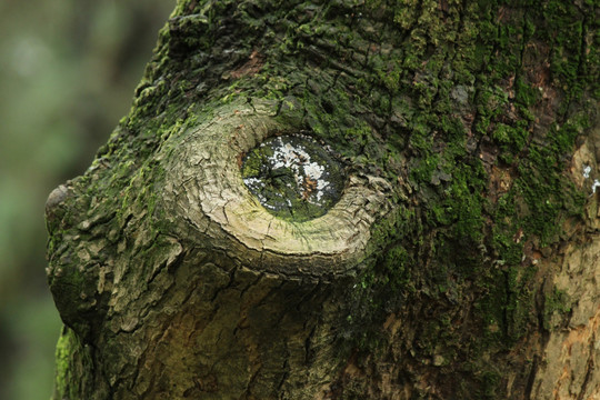 树眼 树疤 树桩 绿色苔藓
