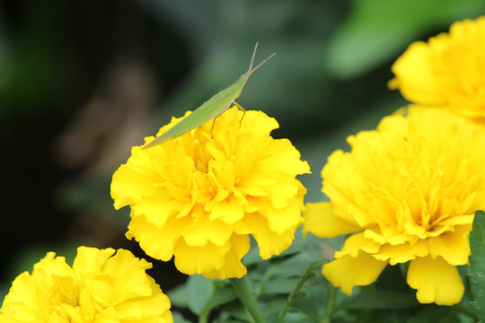 百日草与昆虫 蚱蜢 黄色花 花