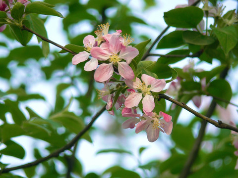 樱花