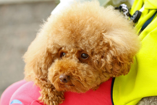 泰迪犬 宠物狗