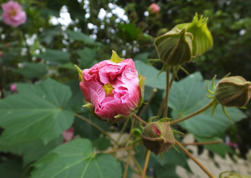 芙蓉花