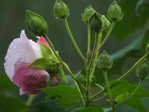 芙蓉花