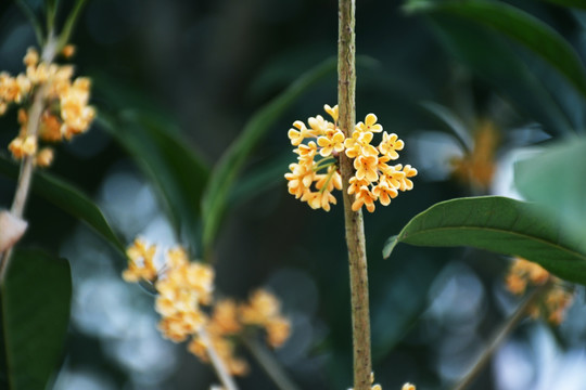 桂花