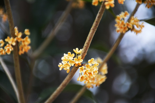 桂花