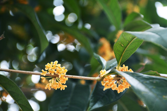 桂花