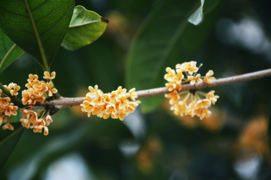 桂花