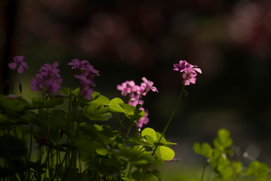 红花酢浆草