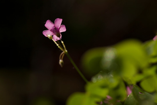 红花酢浆草