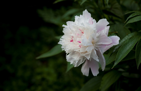 芍药花