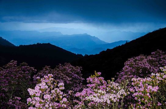 山花