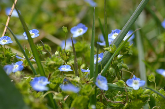 野外花草