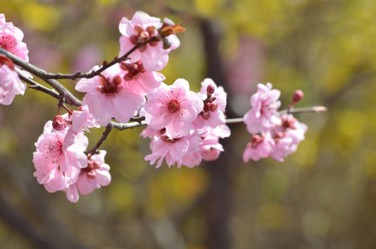 梅花