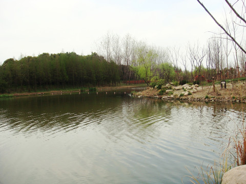 顾村公园风景