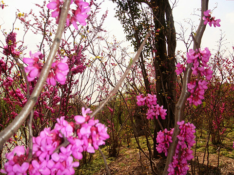 红樱花