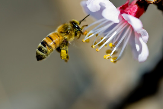 桃花