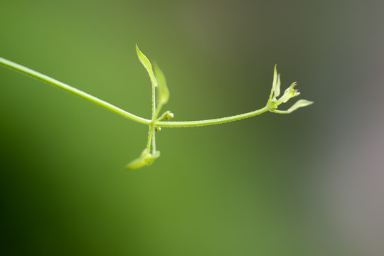 葎草