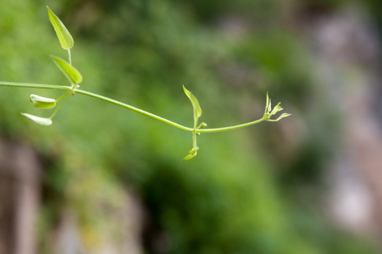 葎草