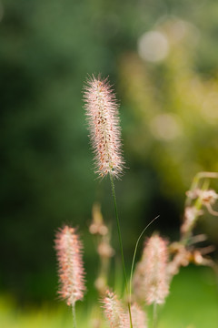 狗尾草