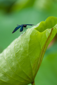 黑蜻蜓