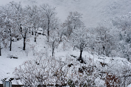 雪