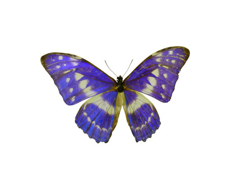 哥伦比亚国蝶 塞浦路斯闪蝶