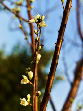 杏花 桃花