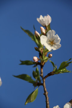 花卉