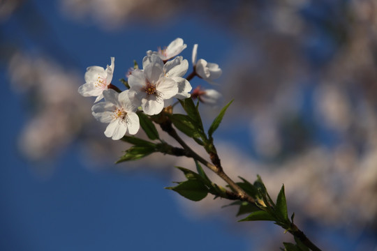 花卉