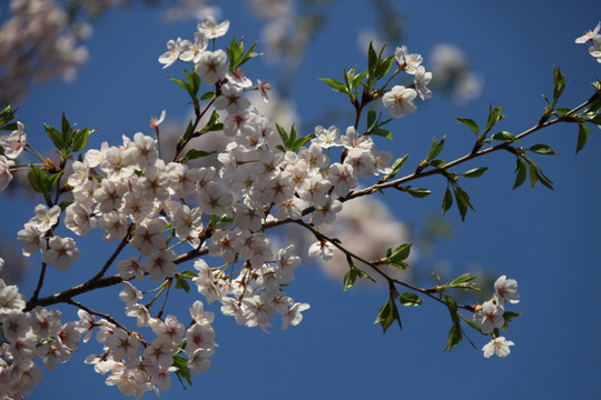 花卉