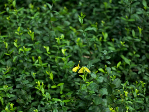 绿色灌木丛 黄粉蝶 背景素