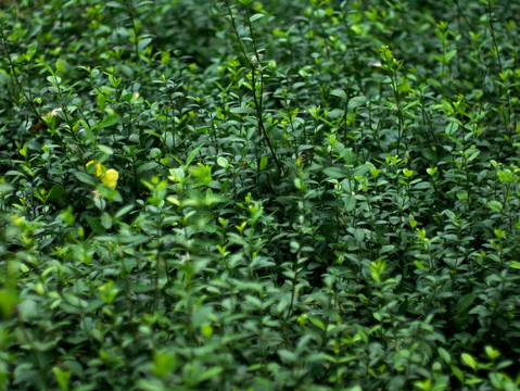 绿色植物 灌木丛 背景素材