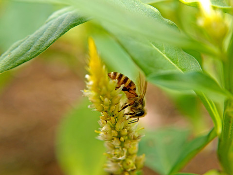 蜜蜂和美兰菊 黄菊花 昆虫微距
