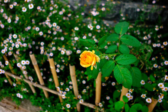 黄色月季花 白色野菊花 竹栅栏