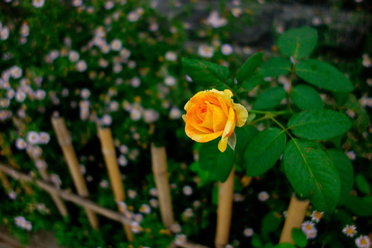 月季花 玫瑰花 黄色月季