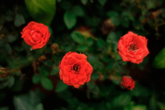 月季花 玫瑰花 红色月季