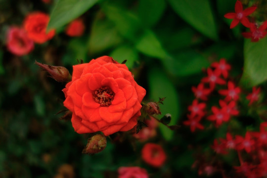 月季花 玫瑰花 红色月季