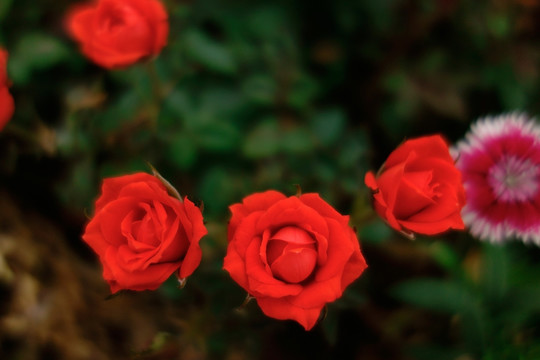 月季花 玫瑰花 红色月季