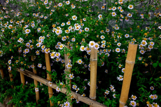 毛华菊 白色野菊花 竹栅栏