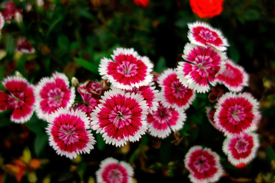 石竹 洛阳花 粉色花 白边