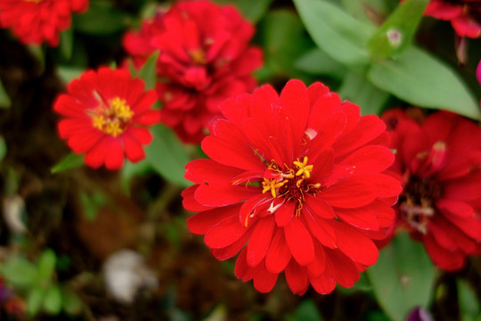 红色菊花 金盏菊 红秋菊