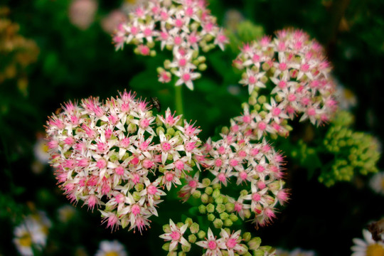 粉花绣线菊 粉色野花 小碎花