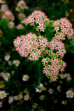 粉花绣线菊 粉色野花 小碎花