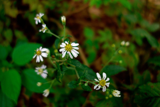 狗娃花 野菊花 白色野花