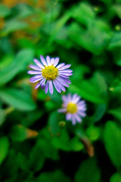 狗娃花 野菊花 白色野花