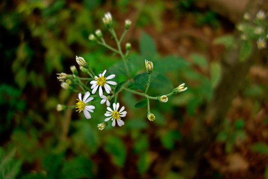 狗娃花 野菊花 白色野花