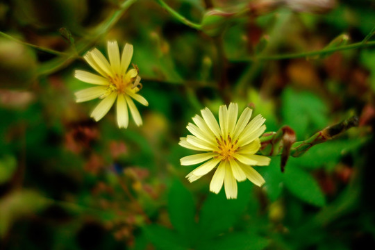 翅果菊 黄色野菊花 苦荬菜