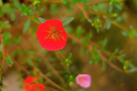 秋海棠 草本海棠花 橙红色花