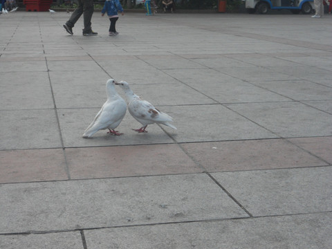 广场 鸽子 和平鸽